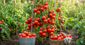 Томаты растут тоннами даже на Севере - дачников покорил новый гибрид: за ним уже выстроилась очередь 