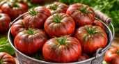 Помидоры без остановки до осени: сорта, которые превращают грядку в настоящий конвейер - томаты мясистые и по 500 гр