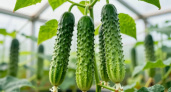 "Герман" и "Кураж" в полном пролете: этот сорт огурцов покорил всех дачников - хрустящий, ароматный, урожайность уникальная 