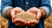 Урожай собрали, но он никому не нужен: фермеры готовы оставить зерно гнить — цифры, от которых плачут