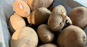 Храню картошку прямо в квартире: 2 помощника — и в апреле она как из погреба, не прорастает и не гниёт