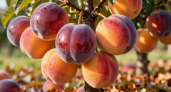Яблоки и груши в пролете - в наши сады ворвался новейший гибрид: персик и слива сразу