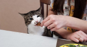 4 главных табу в кормлении кошек сухим кормом: проверьте, не нарушаете ли вы их — 90% хозяев это делают не так