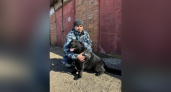 В Кирово-Чепецком районе собака Фаля раскрыла пятое преступление за три месяца