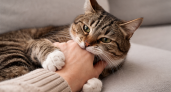 Почему кошка кусает руку когда её гладишь - многие об этом и не догадываются, а зря