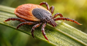 Клещи выбирают жертву не случайно – исследования показали, что у них есть чёткие предпочтения по запаху и даже группе крови
