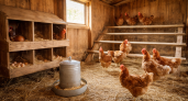 Запах в сарае с несушками больше не проблема: нашла способ убрать его без хлорки и химии