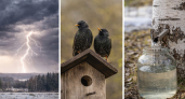 Гром с севера, берёза в соку и ранние скворцы – что апрельские приметы говорят о предстоящем лете и осени