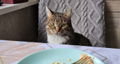 Почему коты воруют еду со стола - ученые поставили точку в бесконечном споре