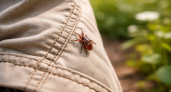 «Клещ уже ползёт по вашей одежде»: биолог объяснил, почему большинство мер защиты не работают – и что реально спасает от укуса