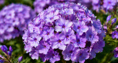 Посейте в мае — и к августу получите пышные сиреневые шапки, которые не боятся ни жары, ни дождей