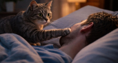 Кошка будит вас ночью не из вредности – учёные объяснили, что именно она считывает, пока вы спите