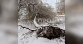 "Ветки тополя упали на машину": жители Кирово-Чепецка делятся снимками вырванных с корнями деревьев