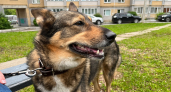 Халатность владельца привела к нападению собаки на ребенка в Кировской области