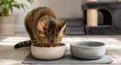 Дорогой корм не спасает, если посуда для кошки выбрана неправильно: 5 правил, от которых зависят комфорт и аппетит вашего питомца