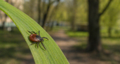 Клещи весной активизируются уже в апреле: почему риск укуса на даче, у дома и в городском парке возникает так рано