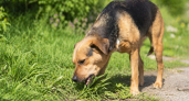 Собака ест траву, землю и мусор, а потом подолгу лижет лапы: в каких случаях это уже не странность, а сигнал проблемы