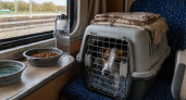 Поезд с кошкой или собакой без стресса: как подготовить питомца к дороге и не сорвать поездку из-за правил, переноски и поведения
