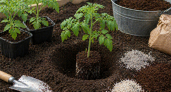 Что действительно стоит класть в лунку при посадке томатов, перцев и огурцов, а какие советы только жгут корни и тормозят рост