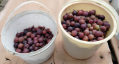 5 бесшипных сортов крыжовника с ягодами вкусными, а не пластиковыми: проверенный рейтинг после собственного урожая