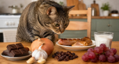 Чем нельзя кормить кошек: опасные продукты со стола, которые могут вызвать отравление, анемию и проблемы с ЖКТ