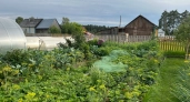 Калина цветет — перцы в грунт: агроном Шубина назвала главный природный сигнал для высадки рассады