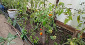 Белые прожилки в помидорах: почему томаты становятся "деревянными и пластмассовыми" и как это исправить