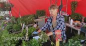 "Радуемся, когда в день выручаем по 5000 рублей": чепчанка сделала семейный бизнес на продаже рассады 