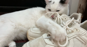 Не имя: 3 звука, на которые кошка откликнется всегда - про них должен знать каждый хозяин