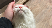 Где нельзя гладить кошку: 7 запретных точек, которые могут вызвать агрессию даже у ручного питомца