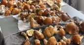 5 видов съедобных грибов, которые вы зря обходите стороной: вкусные, мясистые и готовить легко
