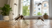 Зря покупают каждое лето: 5 популярных средств от комаров, которые работают хуже обычной москитной сетки