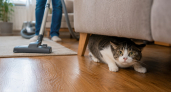 Звуки, которые кошка воспринимает как угрозу: какие шумы пугают питомца дома и что сделать, чтобы не довести его до стресса