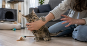 Котёнок кусается и не даёт покоя дома: какие ошибки хозяина с первых недель могут испортить поведение питомца надолго