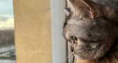 Кошка скучает по вам: 5 признаков, которые доказывают, что вы ей не просто открывалка консервов