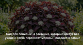 Сад для ленивых: 4 растения, которые цветут без ухода и легко переносят морозы - посадил и забыл
