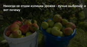 Никогда не отдам излишки урожая - лучше выброшу: и вот почему. Полезно знать всем дачникам