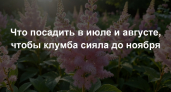 Что посадить в июле и августе, чтобы клумба сияла до ноября: 7 цветов для вашего шикарного сада