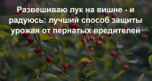 Развешиваю лук на вишне - и хлопаю в ладоши своей гениальности: лучший способ защиты урожая от пернатых вредителей