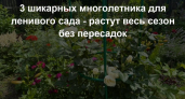 3 шикарных многолетника для ленивого сада - растут весь сезон без пересадок. Не хризантемы и не модные пионы