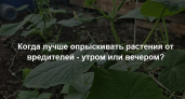 Когда лучше опрыскивать растения от вредителей - утром или вечером? Есть только один правильный ответ