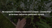 2 гр. на 10 л воды - и томаты перестают жировать, дают урожай по 5 кг с куста