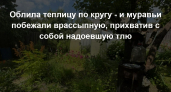 Облила теплицу по кругу - и муравьи побежали врассыпную, прихватив с собой надоевшую тлю: "чудо" из аптеки за копейки - работает мощно
