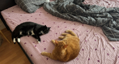 Почему кошка спит у ног всю ночь: 7 причин охранять сон хозяина