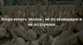 Перестала гадать, когда убирать чеснок: разрезаю головку - и все вижу с первого взгляда. Делюсь методом 