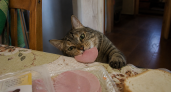 5 поступков кошки, за которые надо ругать, и 10 — за которые нельзя наказывать