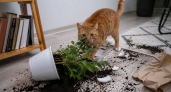 5 вещей, которые нельзя прощать кошке - иначе обнаглеет сверх меры и перестанет вас уважать