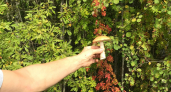 5 главных грибов августа - какие виды собирать, как не перепутать с двойниками и где искать "урожай"