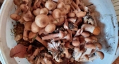 Не варите, не жарьте: 6 видов грибов, которые вкуснее и полезнее в сыром виде — тут полный список