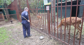 "Олени Халора и Гарри любят прятаться и бодаться": смотритель зоопарка в "Лихолесье" о новых обитателях 